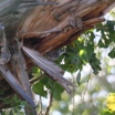 Sinaloa Wren