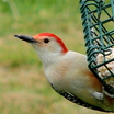 Red-bellied Woodpecker