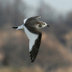 Sabine's Gull
