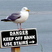American Herring Gull