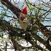 Red-crested Cardinal