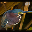 Green Heron