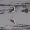 Horicon Marsh - Fond du Lac County, WI