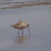 Horicon Marsh - Fond du Lac County, WI