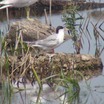 Horicon Marsh - Dodge County, WI