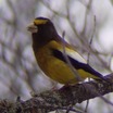 Evening Grosbeak