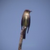 Olive-sided Flycatcher