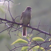 Willow Flycatcher             Arena Boat Landing - Arena, WI