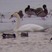 Mute Swan - 03/13/2007 -  Bakken's Pond - Spring Green, WI