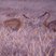 Sandhill Cranes - 04/27/2007 - Ball Road - Wood County, WI