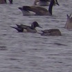 Northern Pintail - 03/09/2007 - Bakken's Pond - Spring Green, WI