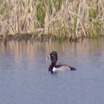 Bakken's Pond - Spring Green, WI