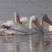 Horicon Marsh - Dodge County, WI