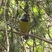 Mourning Warbler
