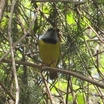 Mourning Warbler