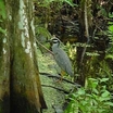 Corkscrew Swamp, FL
