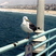On pier in Hermosa Beach, CA.