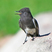 Black Phoebe
