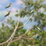 European Bee-eater