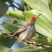 Ashy Tailorbird