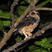 Collared Scops-Owl
