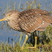 American Bittern