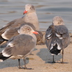 Heermann's Gull