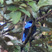 Asian Fairy-bluebird