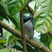 Bar-winged Flycatcher-shrike