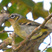 Black-eared Shrike-Babbler