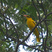 Black-naped Oriole