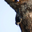 Blue Nuthatch