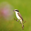 Brown Shrike