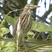 Chinese Pond-Heron