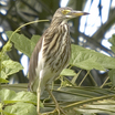 Chinese Pond-Heron