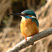 Common Kingfisher