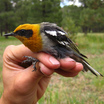 Olive Warbler