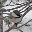Gray-headed Chickadee