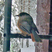 Siberian Jay Siberian Jay