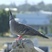 Crested Pigeon