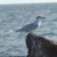 Black-naped Tern