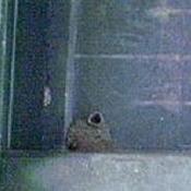 Cliff swallow nest found under Oglethorpe Bridge over Broadway in Columbus, GA, Muscogee County, May 7, 2006