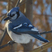 Blue Jay Blue Jay