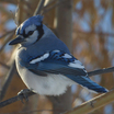 Blue Jay
