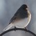 Dark-eyed Junco