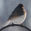 Dark-eyed Junco