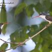 Violet-crowned Hummingbird