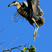 Boat-billed Heron