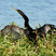 Anhinga