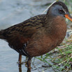 Virginia Rail